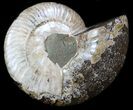 Wide Polished Ammonite 'Dish' #33860-1